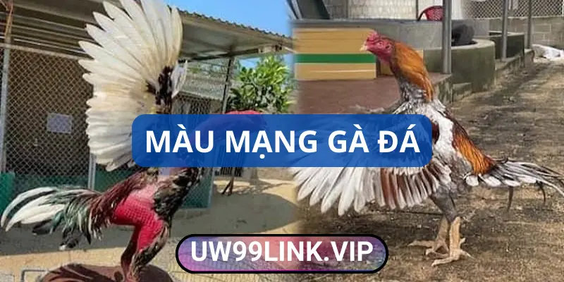 Màu mạng gà đá là như thế nào