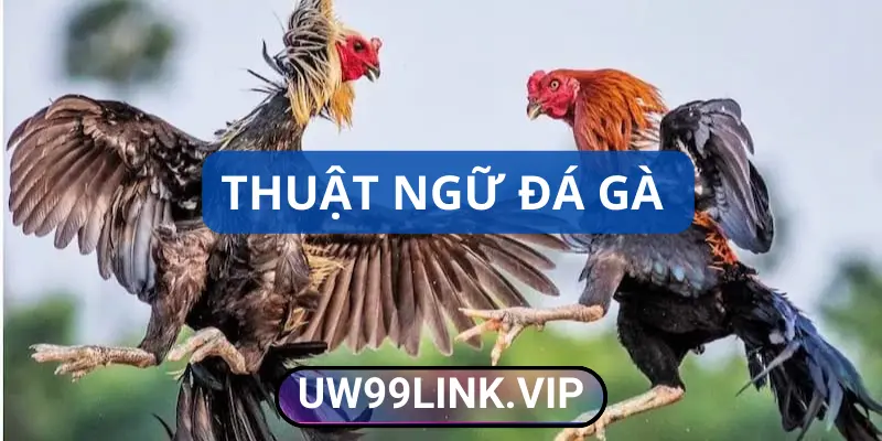 Thuật ngữ đá gà mới nhất 2025